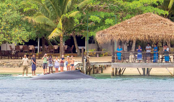 tonga whale beach resort