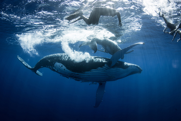 tonga whales swimmers